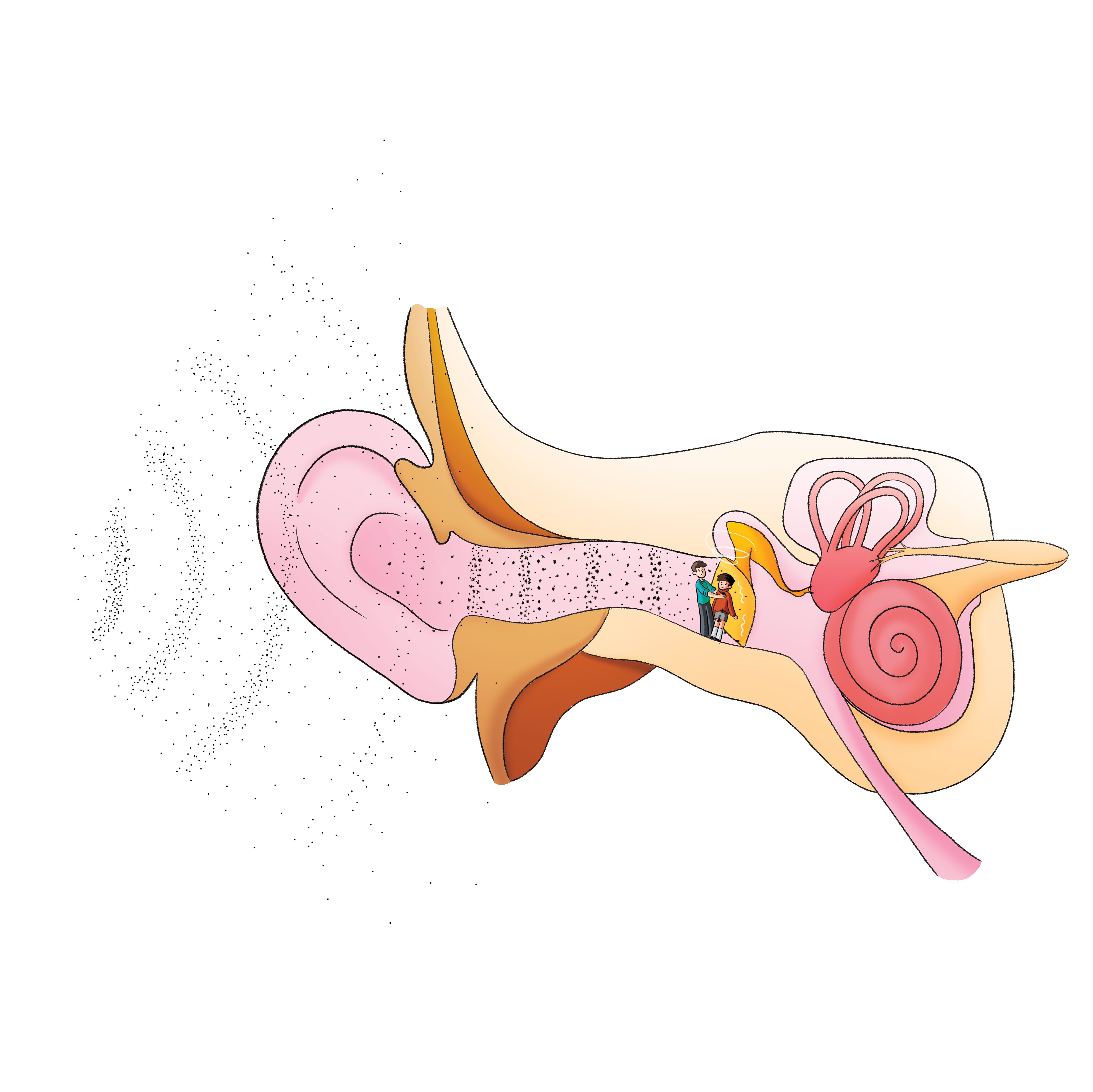 Middle Ear Illustration