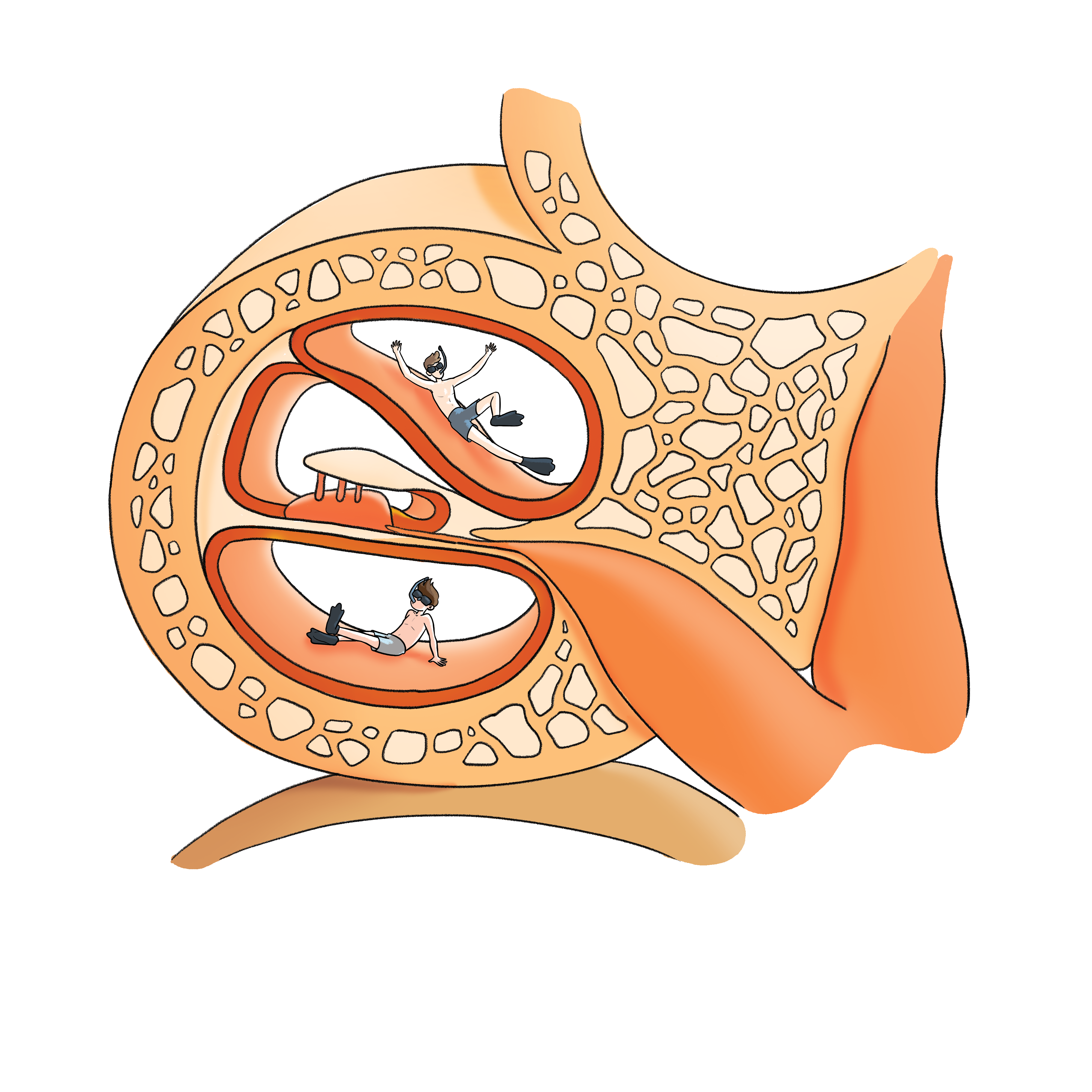 Cochlea Illustration