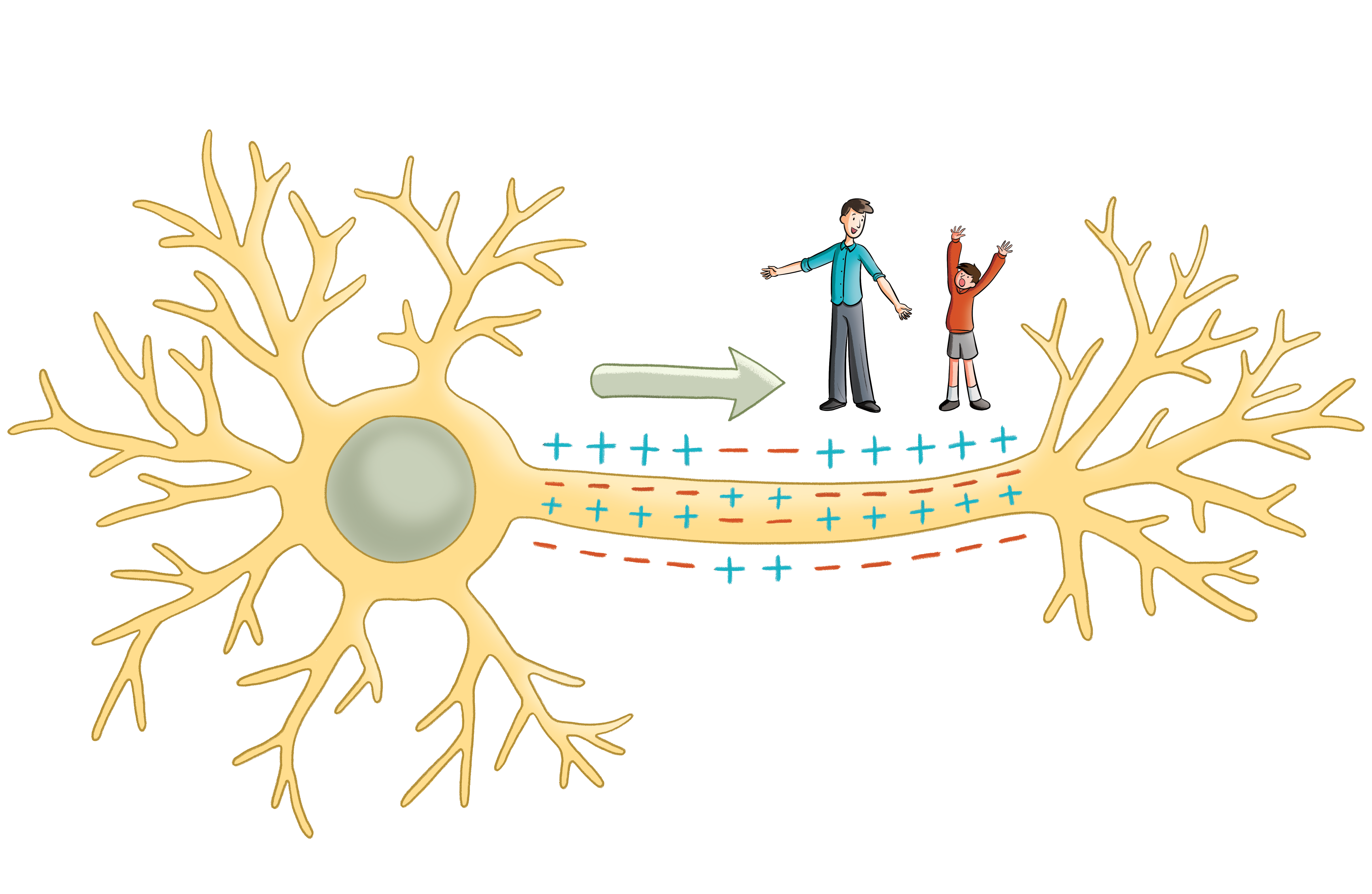 Walking on a neuron